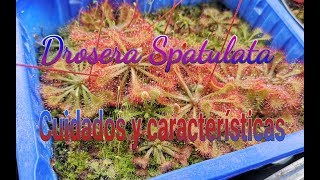 Hablemos de Drosera Spatulata [upl. by Llerut]