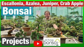 Escallonia Azalea Juniper Crab Apple Bonsai Projects [upl. by Constantina]