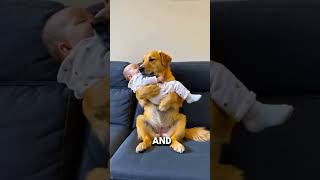 quotDog Comforts Crying Baby Heartwarming Moment of Love and Carequot [upl. by Raney]