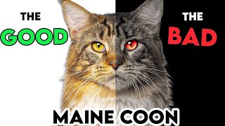 MUSTKNOW Maine Coon Cat PROS And CONS [upl. by Enetsuj188]