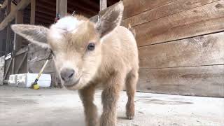 Baby goats clown for the camera [upl. by Malti]