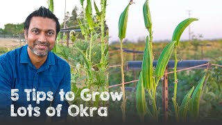 5 Tips to Grow Lots of OKRA  Ladyfinger Bhindi [upl. by Rayshell756]