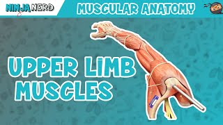 Muscles of the Upper Limb [upl. by Ococ]