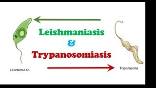 Parasitology 🔤  Protozoology  Leishmaniasis amp Trypanosomiasis [upl. by Avle]