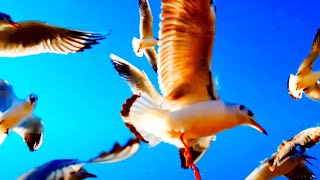 4k Seagull Sound Effect Nice natural Sound Stress Relief Music [upl. by Schurman]