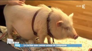 Adopter un cochon nain  les conseils de Frédéric Vlaemynck [upl. by Illac]