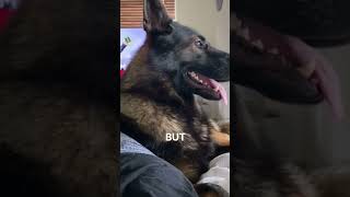 Retired police dog is always on duty 🚔🐕 shorts viral 10millionviews [upl. by Iniretake]