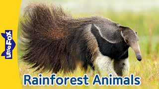 5 Fascinating Rainforest Animals  Giant Anteater  RedEyed Tree Frog  Flying Fox Manatee Iguana [upl. by Junieta639]