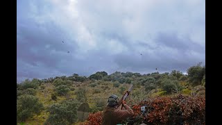 Red Legged Partridge Shooting Ventas Quemadas  Sevilla Spain [upl. by Llewxam530]