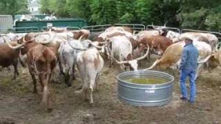 Longhorn Cattle Being Loaded Onto Truck [upl. by Tallbott]