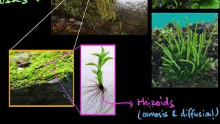 Bryophytes  Plant Kingdom  Biology  Khan Academy [upl. by Sherer]