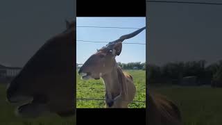 worlds tallest giant ELANDS antelopes [upl. by Ojaras]