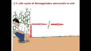 ٍStrongyloides stercoralis GIT module Dr Khaled Habib [upl. by Trygve747]