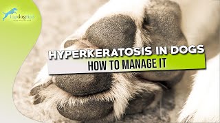 Hyperkeratosis in Dogs and How to Manage It [upl. by Kulseth]