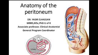 Surgical anatomy of the peritoneal cavity Tutorial All Group Dr Yasir El Hassan [upl. by Sucam274]