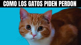 Como se disculpan los gatos con los HUMANOS Increíble [upl. by Burta]