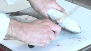 Fishmongers guides 02  How to descale and gut fish [upl. by Ahsienal896]