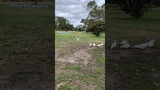 Sulphur crested cockatoo flying in slomotion part 6 [upl. by Primaveria686]