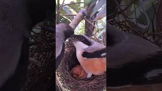 This is how the longtailed shrike takes care of its young [upl. by Acissj]