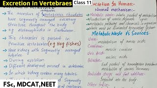 Excretion In Vertebraes  Excretion In Humans  Class 12 [upl. by Ylirama365]