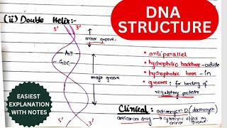 DNA Structure Organization amp Function  Nucleosides amp Nucleotides  Biochemistry urduhindi [upl. by Annayehc]