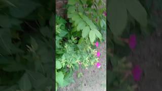 Green Tree Mirabilis jalapa shortvideo youtube youtubeshorts youtubevideo flowers flower [upl. by Lundgren85]