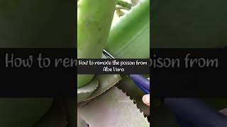 Do This To Remove The Poison Properly From Aloe Vera shorts aloevera [upl. by Ertnom]