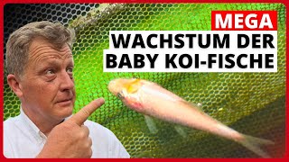 Die kleinen Koi sind jetzt schon über 45cm groß [upl. by Kyne]