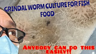 So easy Grindal worm culture aquarium aquariumhobby grindalworms livefoodforfish fishbreeding [upl. by Akeme]