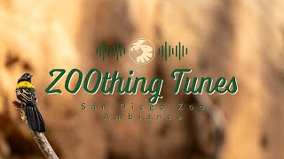 Soothing Bird Sounds to RelaxStudy To  San Diego Zoo ZOOthing Tunes Nature Sounds [upl. by Leahcimluap]