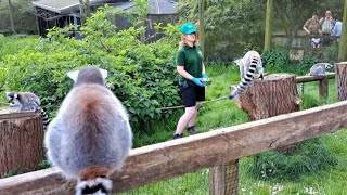 2nd public tour of the Lemurs [upl. by Ttocserp]