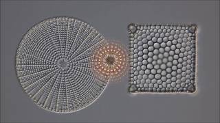 BEAUTIFUL DIATOMS by DIATOM SHOP HD [upl. by Nairdna]