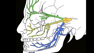 Cranial nerve V [upl. by Lanti]