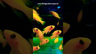 lemoncichlid leleupi tanganyikacichlid cichlids aquariumtamil fishtank shorts trending [upl. by Hairabez293]