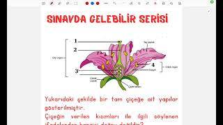 2024 YKS SORU GELEBİLİR ÇİÇEKLİ BİTKİLERDE ÜREME [upl. by Ykcir]