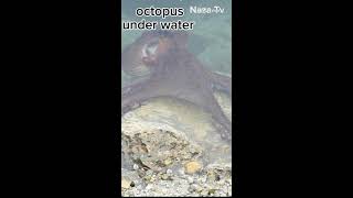 octopus under water part2 [upl. by Avilo]