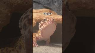 Update On My Leopard Gecko Gary [upl. by Esineg]