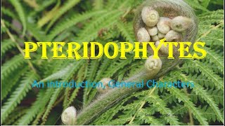 Pteridophytes  Vascular cryptogams An Introduction General Characters HPU BSc 1st Year [upl. by Raffaj]