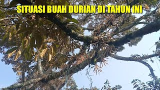 Situasi Buah Durian Raja Galuh di Musim sekarang [upl. by Mohandis]