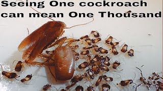 German cockroach  get them before they get you [upl. by Irep831]