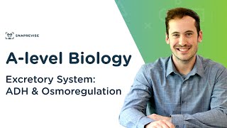 Excretory System ADH amp Osmoregulation  Alevel Biology  OCR AQA Edexcel [upl. by Akimyt]