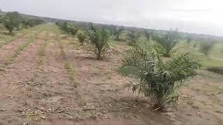 72acres agriculture land arepally vanaparthi 25lak acre Hyd262 [upl. by Helaine579]