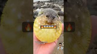 Puffer fish 😱😱❤️🔥 pufferfish fishing puffer ocean shorts entertainment solo [upl. by Niliram]