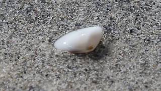 A tiny clam digging into the sand on the beach [upl. by Moersch44]