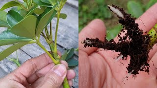 How to grow Schefflera plant from cuttings  Propagate the Schefflera plants  Umbrella Tree [upl. by Ahsyad]