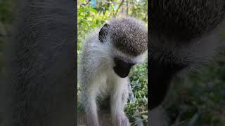 Monkey finally realizes his being stared at [upl. by Kristo]