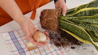 Turn Breakfast Scraps into Plant Power Eggshells for a Thriving Snake Plant [upl. by Pelligrini]