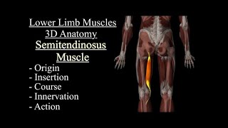 Semitendinosus Muscle 3D Anatomy  Origin Insertion Course Innervation amp Action  Movement [upl. by Haveman]