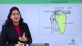 Class10th – Pectoral Girdle  Locomotion and Movement  Tutorials Point [upl. by Nyletac]