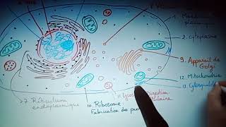 Biologie cellulaire l1 chapitre 1 [upl. by Charlotta]